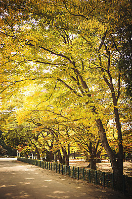 포토 JPG 주간 공원 단풍 자연 단풍나무 풍경 사람없음 야외 가을 경주 계림 국내포토 자연요소 나무 계절 공공시설 잎 경주_경상북도 경상북도 생태계 파일형식