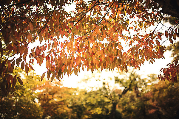 포토 JPG 주간 단풍 자연 단풍나무 풍경 사람없음 야외 가을 경주 계림 국내포토 자연요소 나무 계절 잎 경주_경상북도 경상북도 생태계 파일형식