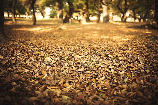 포토 JPG 주간 단풍 낙엽 자연 바닥 풍경 사람없음 야외 가을 경주 계림 국내포토 자연요소 계절 잎 경주_경상북도 경상북도 생태계 파일형식