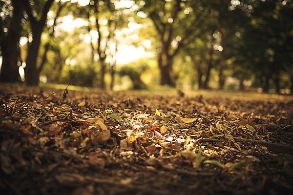 포토 JPG 주간 단풍 낙엽 자연 바닥 풍경 사람없음 야외 가을 경주 계림 국내포토 자연요소 계절 잎 경주_경상북도 경상북도 생태계 파일형식