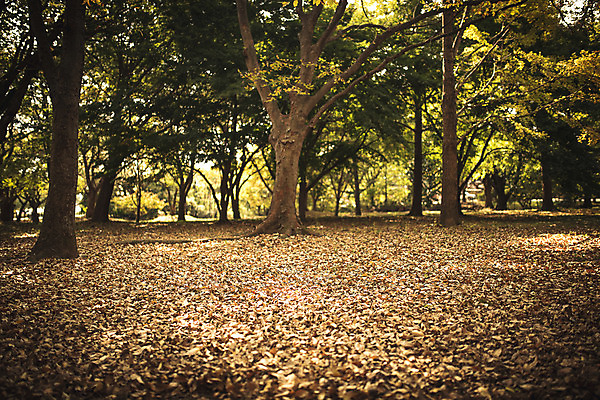 포토 JPG 주간 나무 단풍 낙엽 자연 풍경 사람없음 야외 가을 경주 계림 국내포토 자연요소 식물 계절 잎 경주_경상북도 경상북도 생태계 파일형식