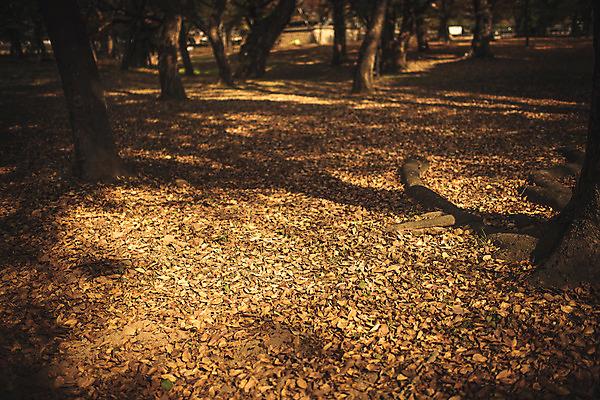 포토 JPG 주간 단풍 낙엽 자연 바닥 풍경 사람없음 야외 가을 경주 계림 국내포토 자연요소 계절 잎 경주_경상북도 경상북도 생태계 파일형식