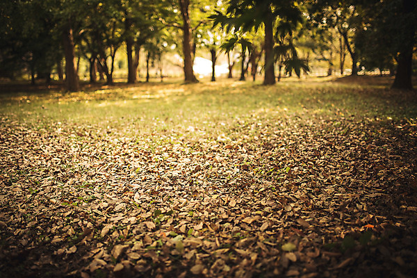 포토 JPG 주간 단풍 낙엽 자연 바닥 풍경 사람없음 야외 가을 경주 계림 국내포토 자연요소 계절 잎 경주_경상북도 경상북도 생태계 파일형식