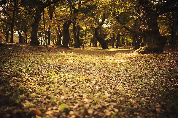 포토 JPG 주간 단풍 낙엽 자연 바닥 풍경 사람없음 야외 가을 경주 계림 국내포토 자연요소 계절 잎 경주_경상북도 경상북도 생태계 파일형식