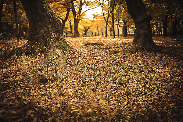 포토 JPG 주간 나무 단풍 낙엽 자연 바닥 풍경 사람없음 야외 가을 경주 계림 국내포토 자연요소 식물 계절 잎 경주_경상북도 경상북도 생태계 파일형식