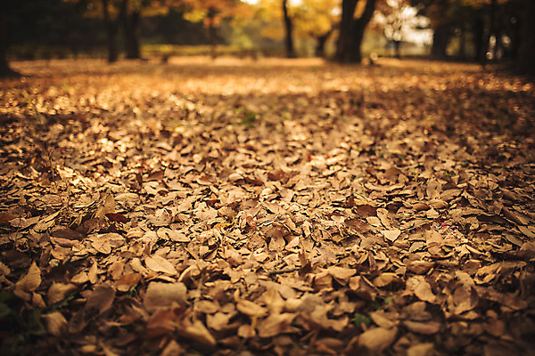 포토 JPG 주간 단풍 낙엽 자연 바닥 풍경 사람없음 야외 가을 경주 계림 국내포토 자연요소 계절 잎 경주_경상북도 경상북도 생태계 파일형식