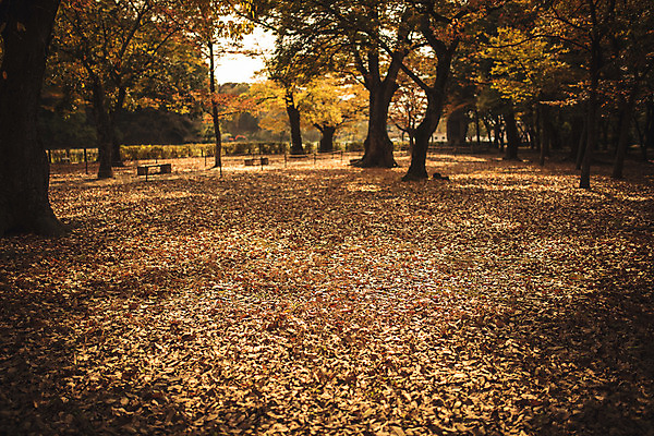 포토 JPG 주간 나무 단풍 낙엽 자연 바닥 풍경 사람없음 야외 가을 경주 계림 국내포토 자연요소 식물 계절 잎 경주_경상북도 경상북도 생태계 파일형식