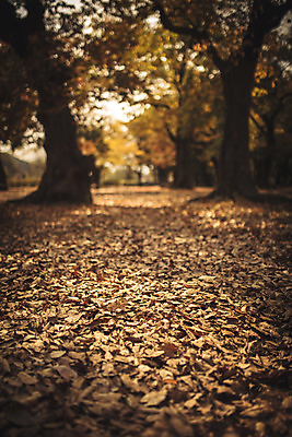포토 JPG 주간 나무 단풍 낙엽 자연 바닥 풍경 사람없음 야외 가을 경주 계림 국내포토 자연요소 식물 계절 잎 경주_경상북도 경상북도 생태계 파일형식