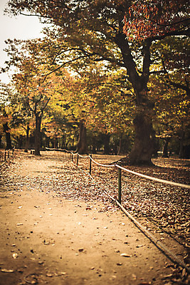 포토 JPG 주간 나무 공원 단풍 낙엽 자연 풍경 사람없음 야외 울타리 가을 경주 계림 국내포토 자연요소 식물 계절 공공시설 잎 담장 경주_경상북도 경상북도 생태계 파일형식