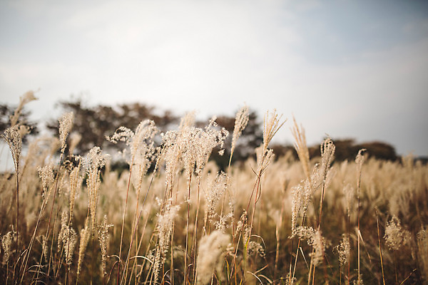 포토 JPG 주간 단풍 자연 풍경 사람없음 야외 가을 경주 억새 억새밭 계림 국내포토 자연요소 식물 계절 잎 경주_경상북도 경상북도 생태계 파일형식