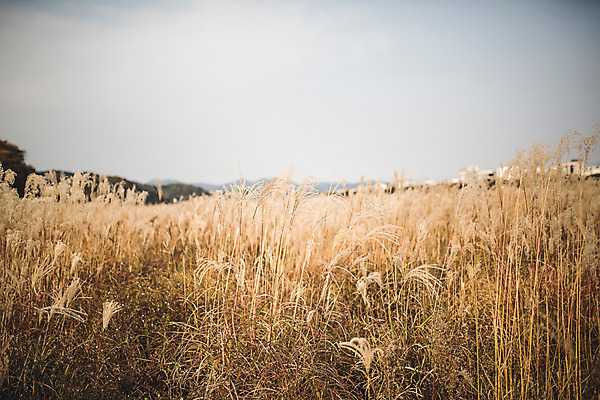 포토 JPG 주간 단풍 자연 풍경 사람없음 야외 가을 경주 억새 억새밭 계림 국내포토 자연요소 식물 계절 잎 경주_경상북도 경상북도 생태계 파일형식