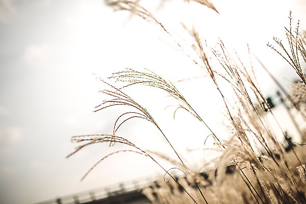 포토 JPG 주간 단풍 자연 풍경 사람없음 야외 아웃포커스 가을 경주 억새 억새밭 계림 국내포토 자연요소 식물 계절 잎 촬영기법 경주_경상북도 경상북도 생태계 파일형식