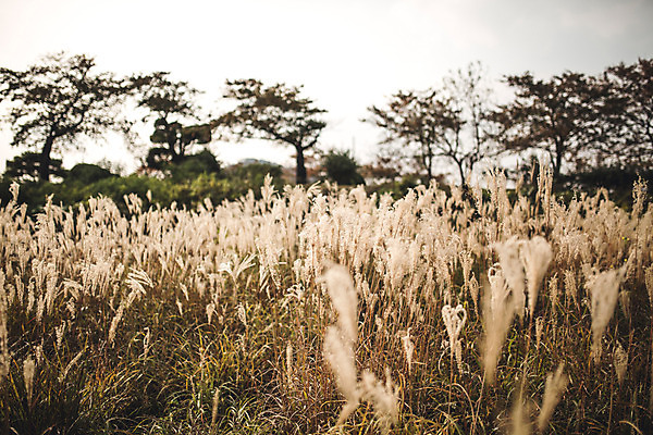 포토 JPG 주간 단풍 자연 풍경 사람없음 야외 가을 경주 억새 억새밭 계림 국내포토 자연요소 식물 계절 잎 경주_경상북도 경상북도 생태계 파일형식