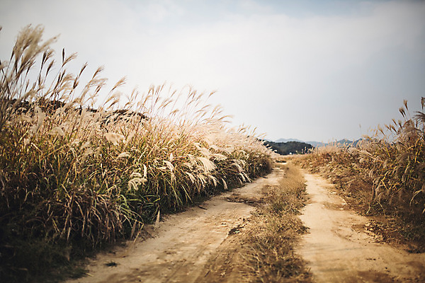 포토 JPG 주간 길 단풍 자연 풍경 사람없음 야외 가을 경주 억새 억새밭 계림 국내포토 자연요소 식물 계절 잎 경주_경상북도 경상북도 생태계 파일형식
