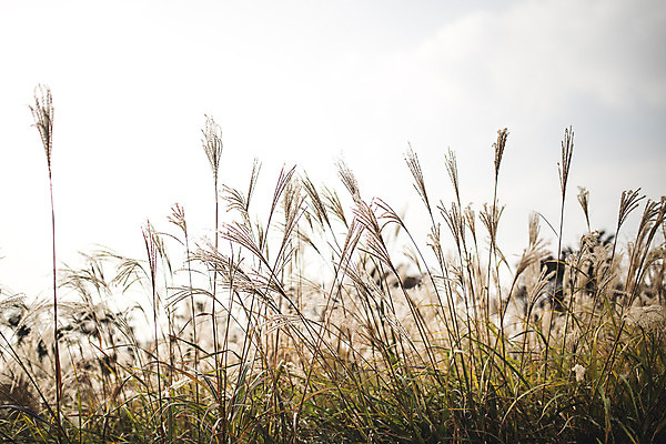 포토 JPG 주간 단풍 자연 풍경 사람없음 야외 가을 경주 억새 억새밭 계림 국내포토 자연요소 식물 계절 잎 경주_경상북도 경상북도 생태계 파일형식