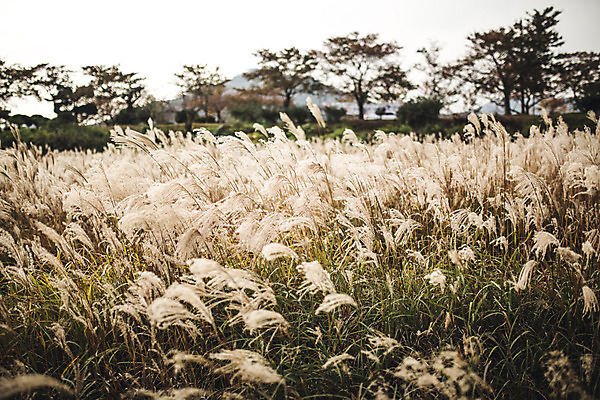 포토 JPG 주간 단풍 자연 풍경 사람없음 야외 가을 경주 억새 억새밭 계림 국내포토 자연요소 식물 계절 잎 경주_경상북도 경상북도 생태계 파일형식