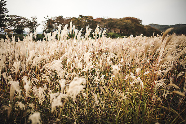 포토 JPG 주간 단풍 자연 풍경 사람없음 야외 가을 경주 억새 억새밭 계림 국내포토 자연요소 식물 계절 잎 경주_경상북도 경상북도 생태계 파일형식