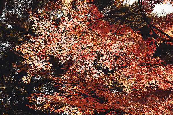 포토 JPG 주간 단풍 자연 단풍나무 풍경 사람없음 야외 가을 경주 불국사 국내포토 자연요소 나무 계절 잎 경상북도 생태계 랜드마크 파일형식