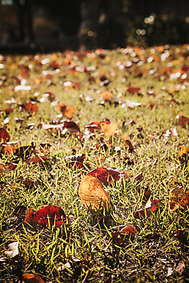 포토 JPG 주간 단풍 낙엽 자연 풍경 잔디 사람없음 야외 가을 경주 보문정 국내포토 자연요소 식물 계절 잎 경주_경상북도 경상북도 생태계 파일형식