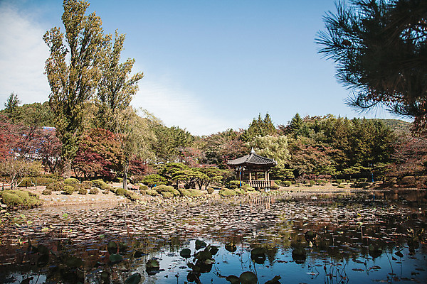 포토 JPG 주간 나무 단풍 자연 연꽃 풍경 사람없음 야외 가을 경주 연못 정자 보문정 국내포토 자연요소 식물 건축물 계절 꽃 잎 경주_경상북도 경상북도 생태계 파일형식