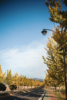 포토 JPG 주간 도로 단풍 가로등 자연 하늘 풍경 사람없음 야외 가을 경주 통일전 국내포토 자연요소 계절 공공시설 길 잎 교통시설 경주_경상북도 경상북도 생태계 파일형식