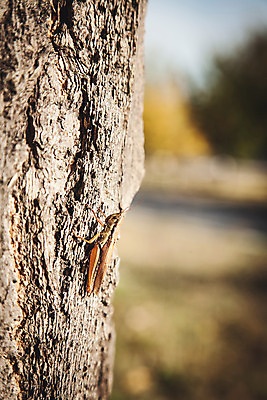 포토 JPG 주간 나무 자연 풍경 사람없음 야외 아웃포커스 가을 경주 메뚜기 통일전 국내포토 자연요소 식물 계절 곤충 촬영기법 경주_경상북도 경상북도 생태계 파일형식