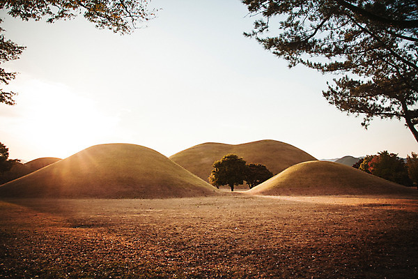 포토 JPG 주간 나무 단풍 자연 풍경 사람없음 야외 노을 가을 경주 대릉원 국내포토 자연요소 식물 계절 잎 경주_경상북도 경상북도 생태계 파일형식