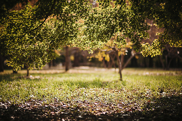 포토 JPG 주간 나무 단풍 자연 풍경 사람없음 야외 가을 경주 계림 국내포토 자연요소 식물 계절 잎 경주_경상북도 경상북도 생태계 파일형식
