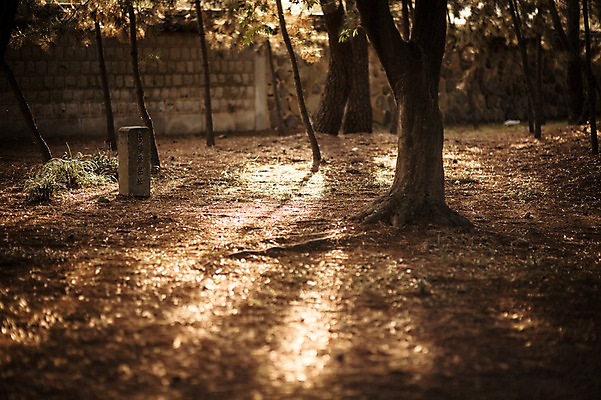 포토 JPG 주간 나무 단풍 자연 풍경 사람없음 야외 노을 가을 경주 대릉원 국내포토 자연요소 식물 계절 잎 경주_경상북도 경상북도 생태계 파일형식