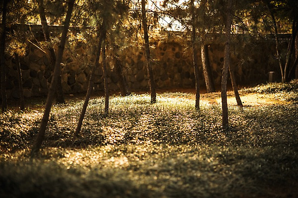 포토 JPG 주간 나무 단풍 낙엽 자연 풍경 잔디 사람없음 야외 노을 가을 경주 대릉원 국내포토 자연요소 식물 계절 잎 경주_경상북도 경상북도 생태계 파일형식