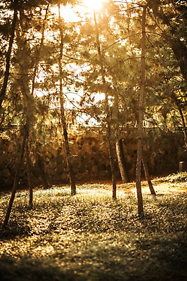 포토 JPG 주간 나무 단풍 낙엽 자연 풍경 사람없음 야외 햇빛 노을 가을 경주 대릉원 국내포토 자연요소 식물 계절 잎 태양 경주_경상북도 경상북도 생태계 파일형식