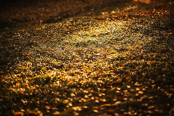 포토 JPG 주간 단풍 자연 풍경 잔디 사람없음 야외 햇빛 노을 가을 경주 대릉원 국내포토 자연요소 식물 계절 잎 태양 경주_경상북도 경상북도 생태계 파일형식