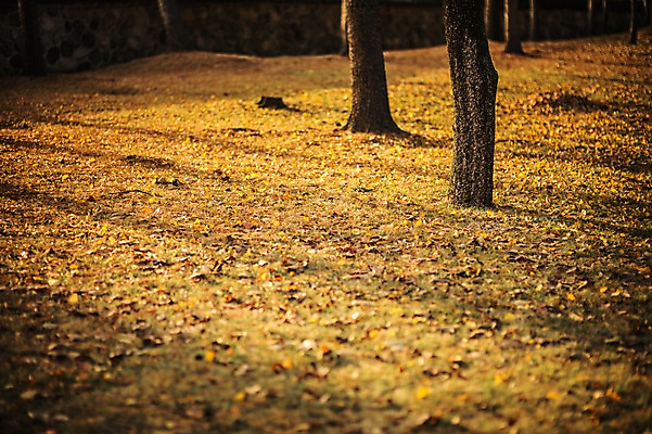 포토 JPG 주간 나무 단풍 낙엽 자연 풍경 사람없음 야외 노을 가을 경주 대릉원 국내포토 자연요소 식물 계절 잎 경주_경상북도 경상북도 생태계 파일형식