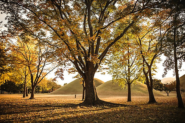 포토 JPG 주간 단풍 낙엽 자연 단풍나무 풍경 사람없음 야외 노을 가을 경주 대릉원 국내포토 자연요소 나무 계절 잎 경주_경상북도 경상북도 생태계 파일형식