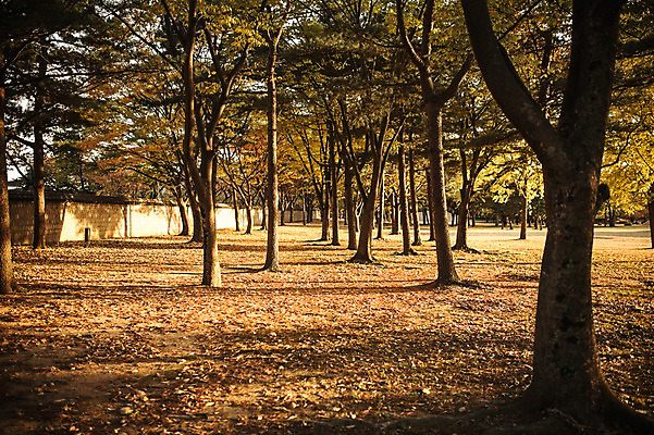 포토 JPG 주간 단풍 낙엽 자연 단풍나무 풍경 사람없음 야외 노을 가을 경주 대릉원 국내포토 자연요소 나무 계절 잎 경주_경상북도 경상북도 생태계 파일형식