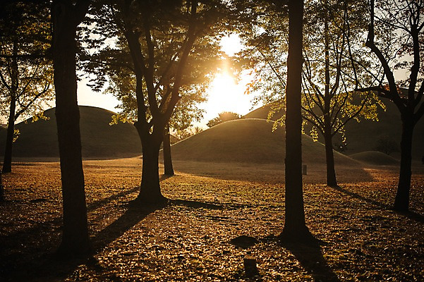 포토 JPG 주간 단풍 낙엽 자연 단풍나무 풍경 사람없음 야외 햇빛 노을 가을 경주 대릉원 국내포토 자연요소 나무 계절 잎 태양 경주_경상북도 경상북도 생태계 파일형식