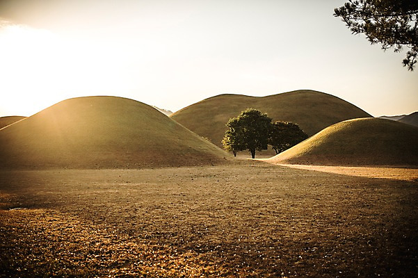 포토 JPG 주간 나무 단풍 낙엽 자연 풍경 사람없음 야외 햇빛 노을 가을 경주 대릉원 국내포토 자연요소 식물 계절 잎 태양 경주_경상북도 경상북도 생태계 파일형식