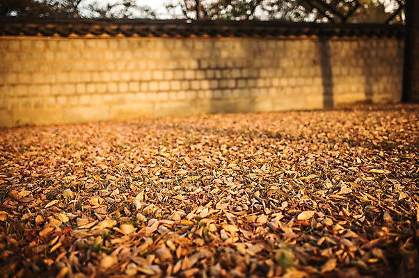 포토 JPG 주간 단풍 낙엽 자연 풍경 사람없음 야외 담장 노을 가을 경주 대릉원 국내포토 자연요소 계절 잎 경주_경상북도 경상북도 생태계 파일형식