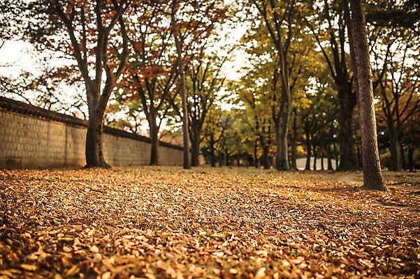 포토 JPG 주간 단풍 낙엽 자연 단풍나무 풍경 사람없음 야외 노을 가을 경주 대릉원 국내포토 자연요소 나무 계절 잎 경주_경상북도 경상북도 생태계 파일형식