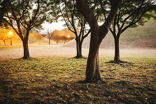 포토 JPG 주간 단풍 낙엽 가로등 자연 단풍나무 풍경 사람없음 야외 빛 노을 가을 경주 대릉원 국내포토 자연요소 나무 계절 공공시설 잎 경주_경상북도 경상북도 생태계 파일형식