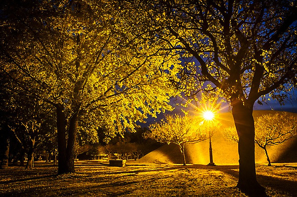 포토 JPG 나무 단풍 야경 가로등 자연 사람없음 야외 빛 가을 경주 대릉원 국내포토 식물 계절 공공시설 잎 경주_경상북도 야간 경상북도 생태계 파일형식 풍경_경치