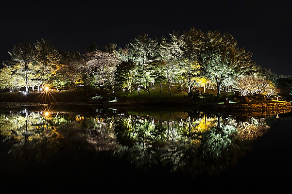 포토 JPG 나무 단풍 야경 유적지 자연 조명 사람없음 야외 물 빛 반사 가을 경주 안압지 국내포토 자연요소 식물 계절 고건축 잎 경주_경상북도 연못 야간 경상북도 생태계 파일형식 풍경_경치