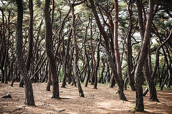 포토 JPG 주간 유적지 자연 풍경 사람없음 야외 가을 경주 소나무 숲 소나무숲 국내포토 자연요소 나무 계절 고건축 경상북도 생태계 파일형식