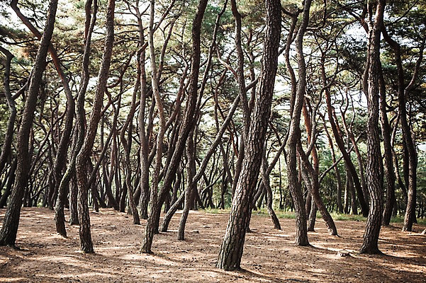 포토 JPG 주간 유적지 자연 풍경 사람없음 야외 가을 경주 소나무 숲 소나무숲 국내포토 자연요소 나무 계절 고건축 경상북도 생태계 파일형식