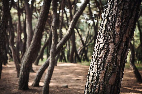 포토 JPG 주간 유적지 자연 풍경 사람없음 야외 아웃포커스 가을 경주 소나무 숲 소나무숲 국내포토 자연요소 나무 계절 고건축 촬영기법 경상북도 생태계 파일형식