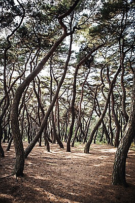 포토 JPG 주간 유적지 자연 풍경 사람없음 야외 가을 경주 소나무 숲 소나무숲 국내포토 자연요소 나무 계절 고건축 경상북도 생태계 파일형식