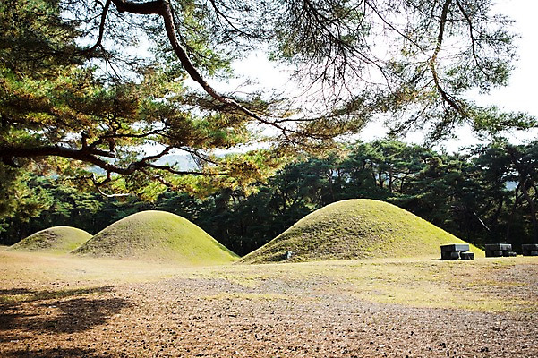 포토 JPG 주간 유적지 자연 풍경 사람없음 야외 가을 경주 소나무 능 국내포토 자연요소 나무 계절 고건축 경상북도 생태계 파일형식