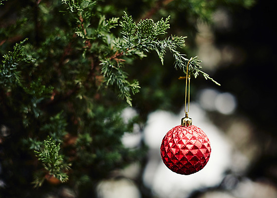 포토 JPG 백그라운드 크리스마스장식 크리스마스 사람없음 야외 크리스마스트리 오너먼트 국내포토 기념일 파일형식
