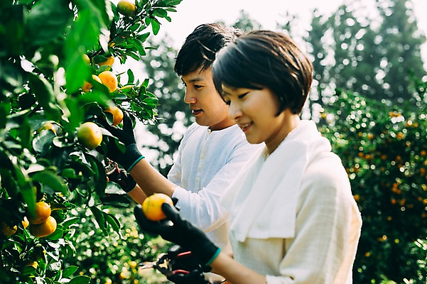 포토 JPG 주간 부부 여자 남자 귤 서기 미소 상반신 성인 야외 두명 옆모습 30대 제주도 농장 다정 한국인 수확 부부라이프 성인만 국내포토 자연요소 라이프스타일 커플 뷰포인트 컨셉 농업 과일 모션 한국 표정 사람 동양인 장년 파일형식