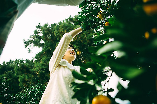 포토 JPG 주간 여자 귤 한명 서기 미소 성인 야외 앞모습 30대 제주도 농장 한국인 수확 즐거움 성인여자만 성인만 국내포토 자연요소 1 감정 뷰포인트 농업 과일 모션 한국 표정 사람 동양인 장년 여자만 파일형식